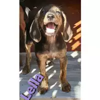 Foto dell\'animale Comune di Salerno - 380260044580582