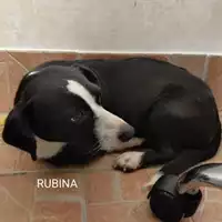 Foto dell\'animale Comune di Salerno - 380260044580899