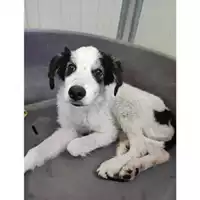 Foto dell\'animale Comune di Salerno - 380260044580879