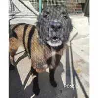 Foto dell\'animale Comune di Salerno - 380260044580987