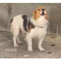 Foto dell\'animale Comune di Salerno - 380260044580932