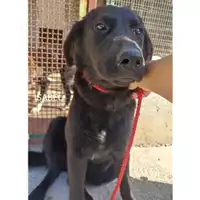 Foto dell\'animale Comune di Salerno - 380260044580202