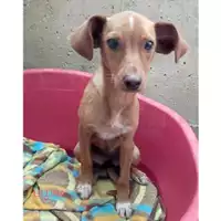 Foto dell\'animale SAN MANGO PIEMONTE - 380260044580784