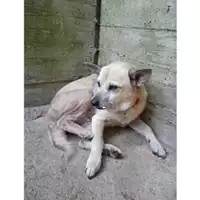 Foto dell\'animale Comune di Salerno - 380260043968594