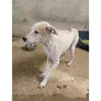 Foto dell\'animale Comune di Salerno - 380260044580373