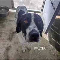 Foto dell\'animale Comune di Salerno - 380260170236635