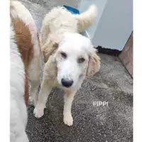 Foto dell\'animale COMUNE DI PELLEZZANO - 380260044580355