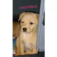 Foto dell\'animale Comune di Salerno - 380260170225687