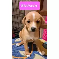 Foto dell\'animale Comune di Salerno - 380260044580695