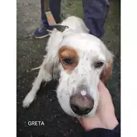 Foto dell\'animale Comune di Salerno - 380260044814114