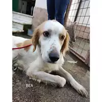 Foto dell\'animale Comune di Salerno - 380260044814134