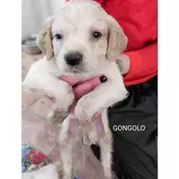 Foto dell\'animale Comune di Salerno - 380260170225840