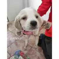 Foto dell\'animale Comune di Salerno - 380260044805614