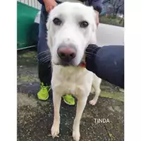 Foto dell\'animale Comune di Salerno - 380260004365896