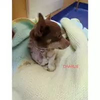 Foto dell\'animale Comune di Salerno - 380260044814023