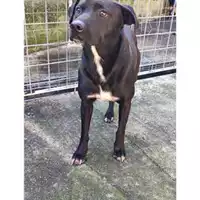 Foto dell\'animale Comune di Salerno - 380260170225691