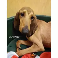 Foto dell\'animale Comune di Salerno - 380260170225685