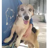 Foto dell\'animale Comune di Salerno - 380260170225689