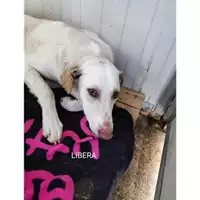 Foto dell\'animale COMUNE DI PELLEZZANO - 380260170226153