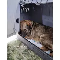 Foto dell\'animale COMUNE DI PELLEZZANO - 380260170226313
