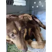 Foto dell\'animale COMUNE DI PELLEZZANO - 380260170226148