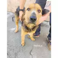 Foto dell\'animale Comune di Salerno - 380260170225682