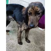 Foto dell\'animale Comune di Salerno - 380260170225681
