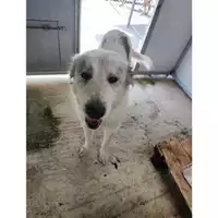 Foto dell\'animale Comune di Salerno - 380260170226096