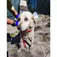 Foto dell\'animale Comune di Salerno - 380260170226085