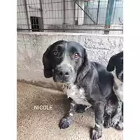 Foto dell\'animale Comune di Salerno - 380260170226098
