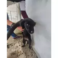 Foto dell\'animale Comune di Salerno - 380260170226091