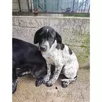 Foto dell\'animale Comune di Salerno - 380260170226090