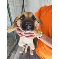 Foto dell\'animale Comune di Salerno - 380260170226753