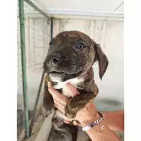 Foto dell\'animale Comune di Salerno - 380260170226755