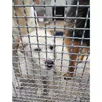 Foto dell\'animale Comune di Salerno - 380260170225335