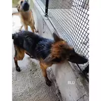 Foto dell\'animale Comune di Salerno - 380260004057258