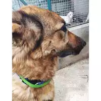 Foto dell\'animale Comune di Salerno - 380260170235248