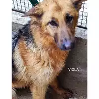 Foto dell\'animale Comune di Salerno - 380260004056865