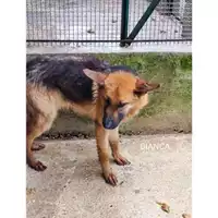 Foto dell\'animale Comune di Salerno - 380260004056723