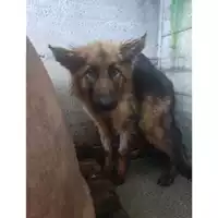 Foto dell\'animale Comune di Salerno - 380260170235785