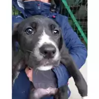 Foto dell\'animale Comune di Salerno - 380260170226084