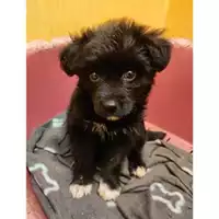 Foto dell\'animale Comune di Salerno - 380260170226544