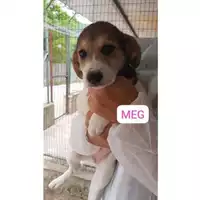 Foto dell\'animale Comune di Salerno - 380260170226543