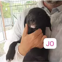 Foto dell\'animale Comune di Salerno - 380260170226542
