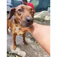 Foto dell\'animale Comune di Salerno - 380260170226550