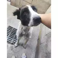 Foto dell\'animale SAN MANGO PIEMONTE - 380260170235729