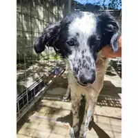 Foto dell\'animale COMUNE DI PELLEZZANO - 380260170226173