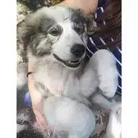 Foto dell\'animale Comune di Salerno - 380260170226171