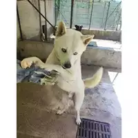 Foto dell\'animale Comune di Salerno - 380260170225140