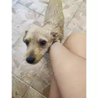 Foto dell\'animale Comune di Salerno - 380260170225026